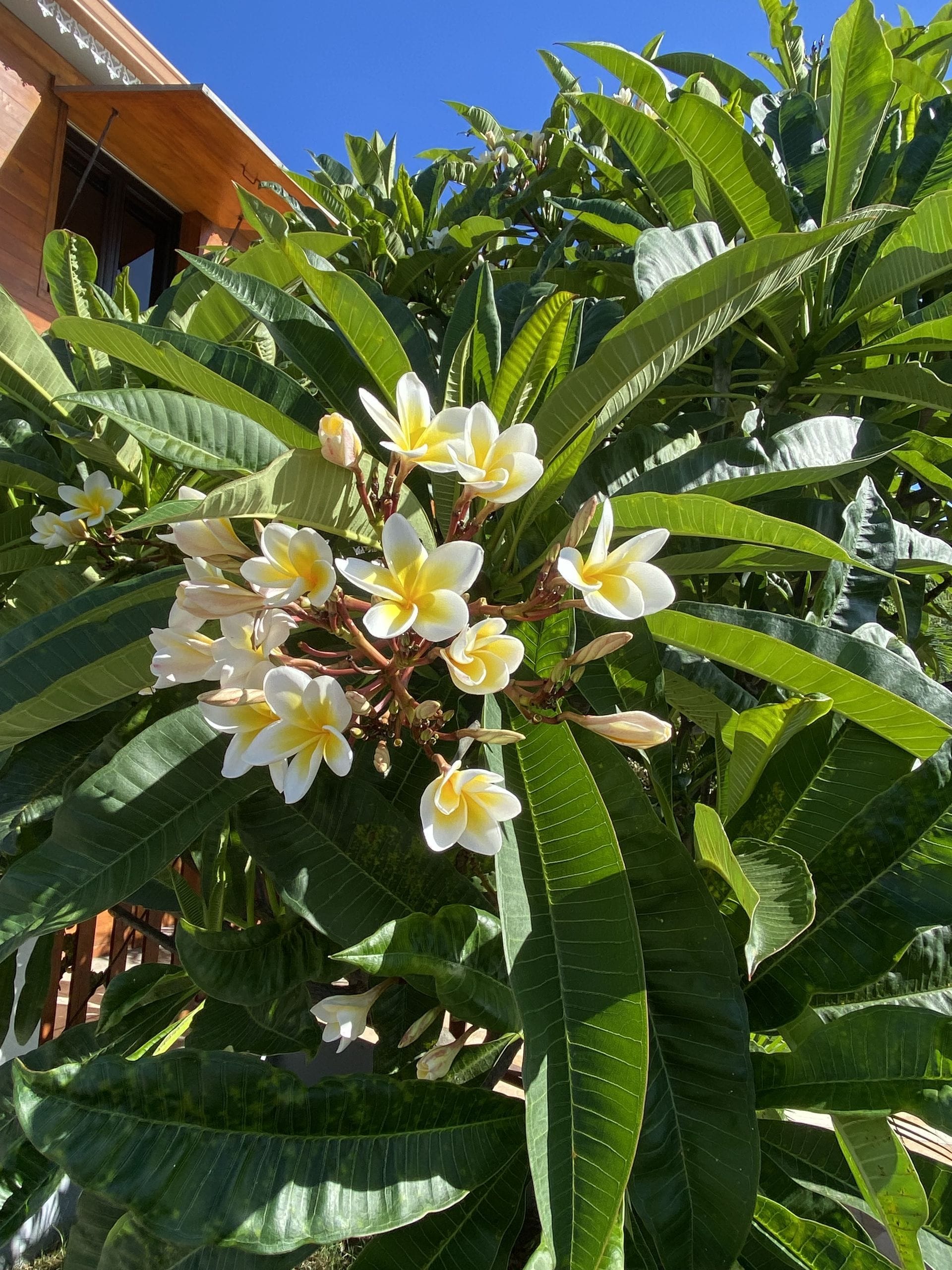 Fleurs autour du CEMES